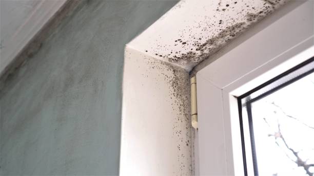 Best Basement Mold Remediation in Keys, OK