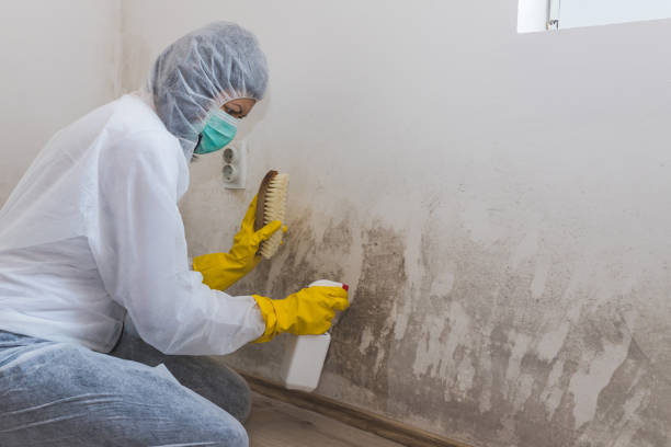 Best Black Mold Remediation in Keys, OK
