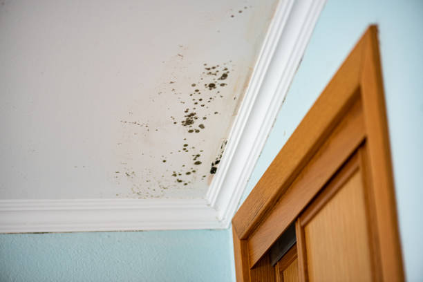Best Commercial Mold Remediation in Keys, OK
