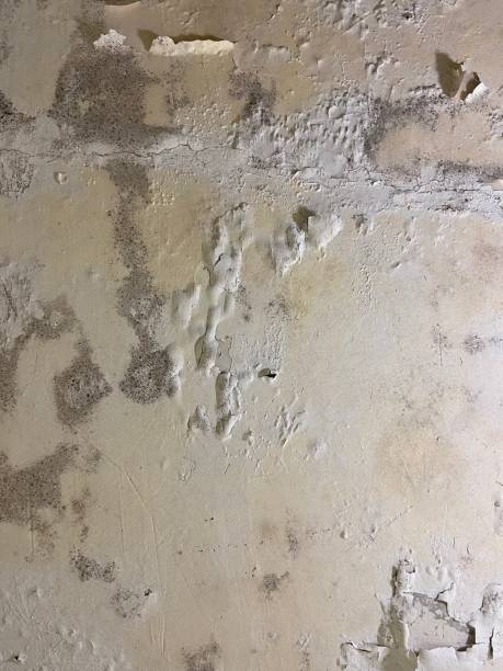 Best Mold Remediation for Schools in Keys, OK